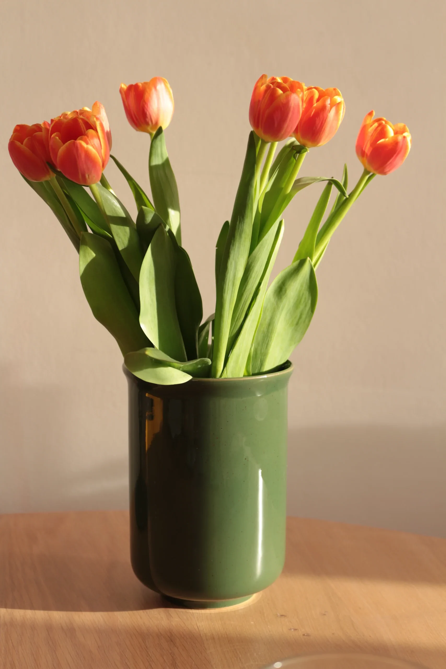 Evening Tulips